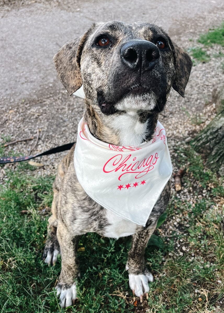 Chicago Doggie Bandana - Image 2